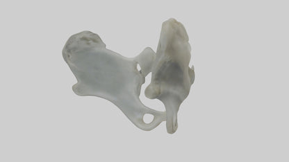 Seal Pelvis 3D model