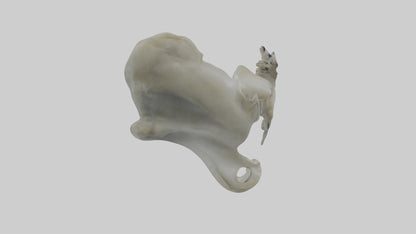 Seal Pelvis 3D model
