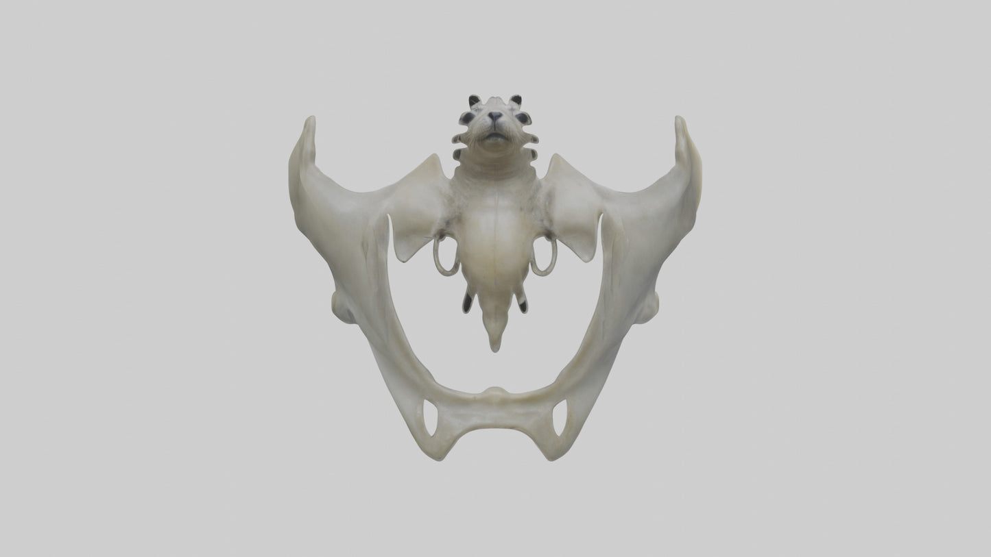 Seal Pelvis 3D model