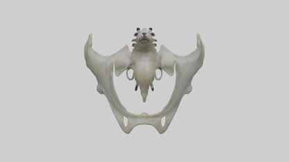 Seal Pelvis 3D model