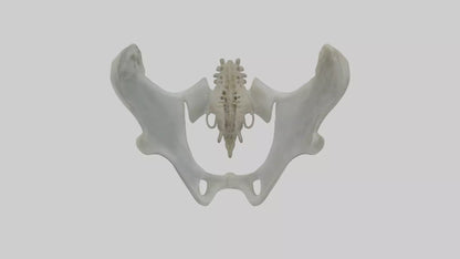 Seal Pelvis 3D model