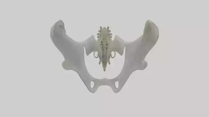 Seal Pelvis 3D model