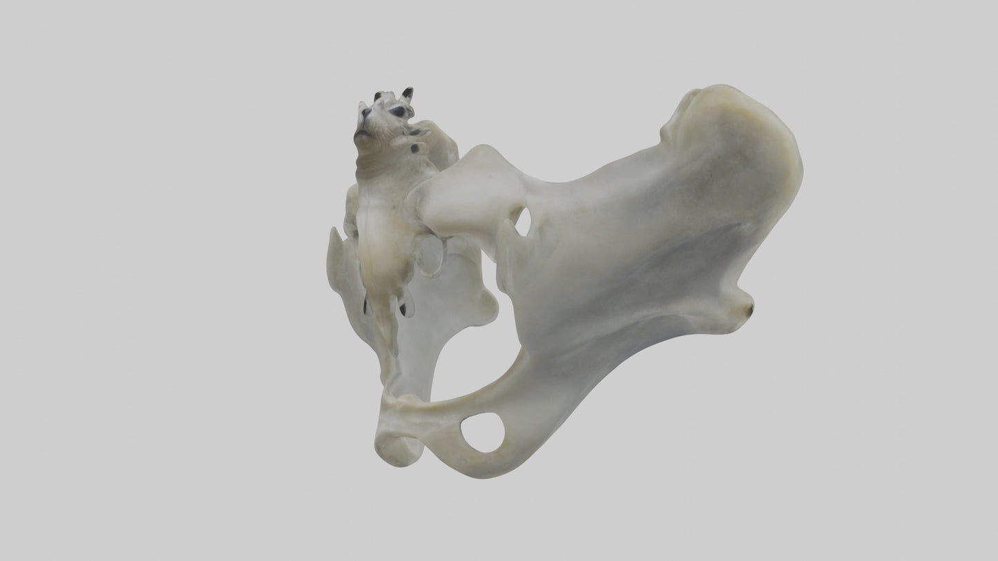 Seal Pelvis 3D model