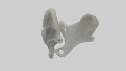 Seal Pelvis 3D model