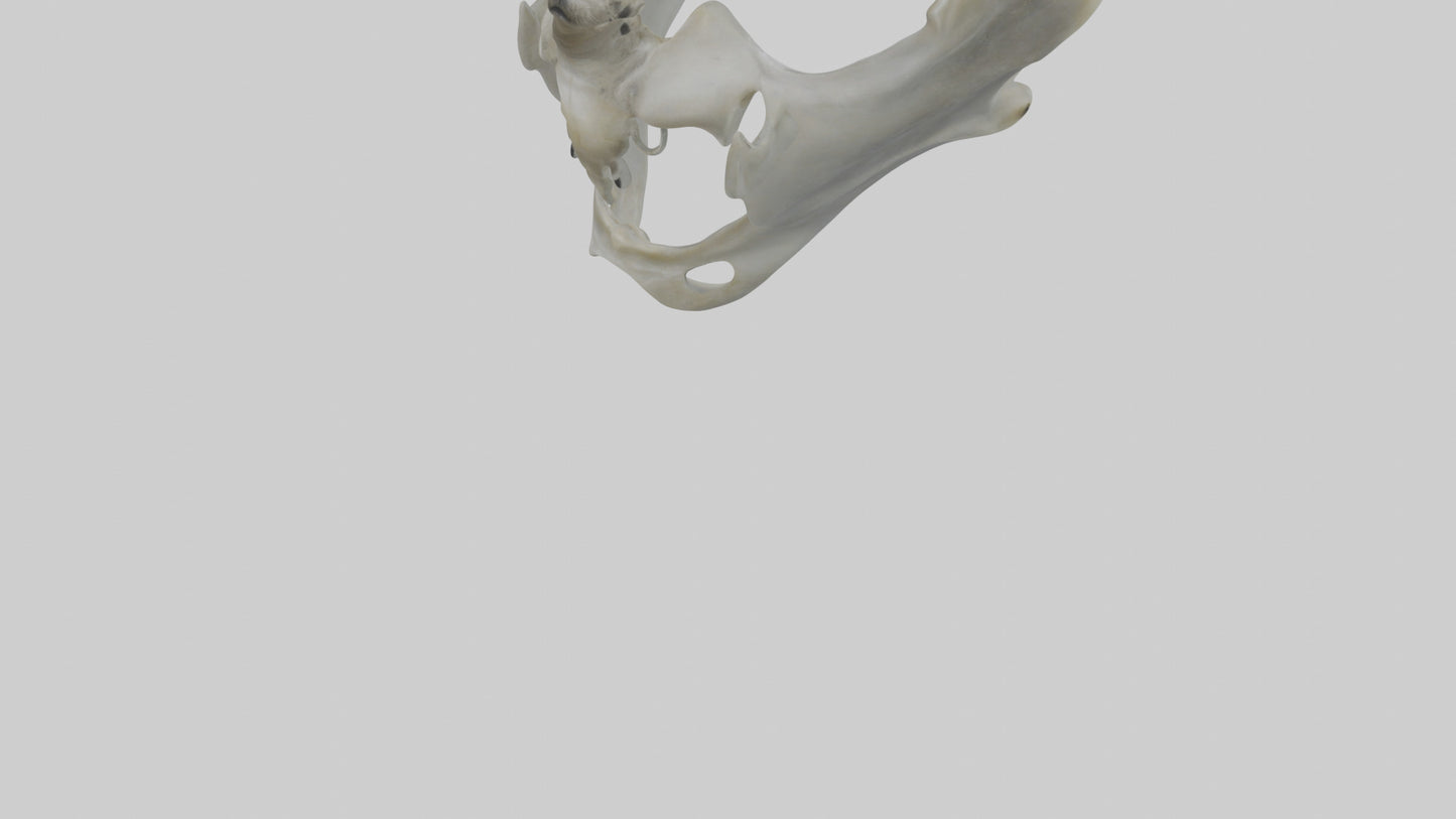 Seal Pelvis 3D model