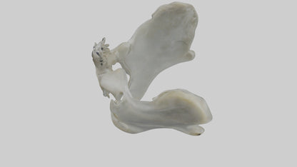 Seal Pelvis 3D model