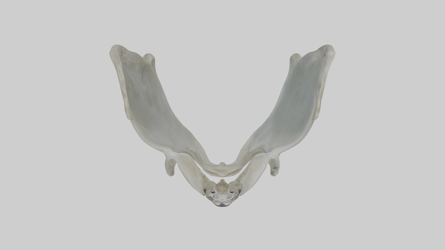 Seal Pelvis 3D model