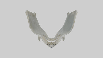 Seal Pelvis 3D model
