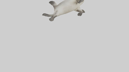 Seal pup playing model 3D model