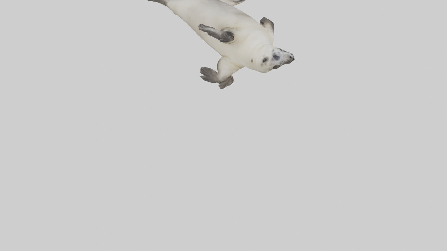 Seal pup playing model 3D model