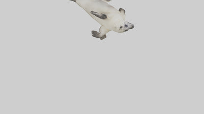 Seal pup playing model 3D model