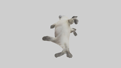 Seal pup playing model 3D model