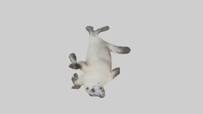 Seal pup playing model 3D model