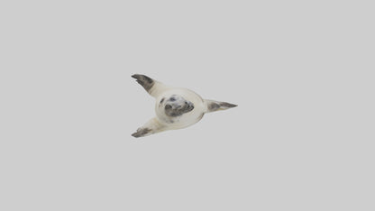 Seal pup playing model 3D model