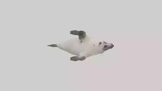 Seal pup playing model 3D model