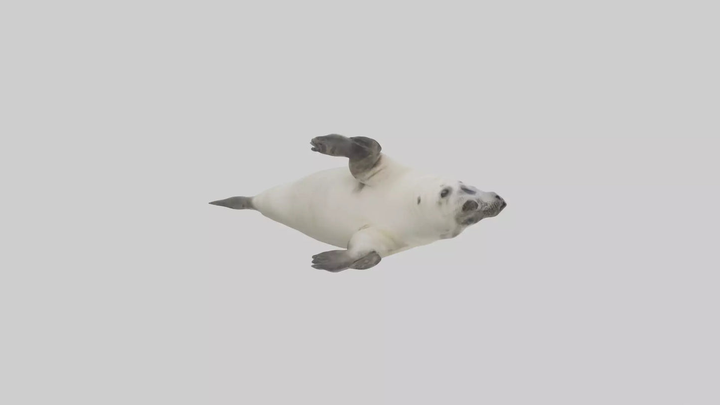 Seal pup playing model 3D model