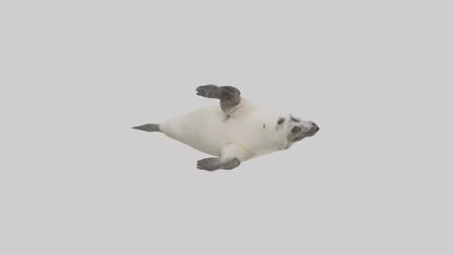Seal pup playing model 3D model