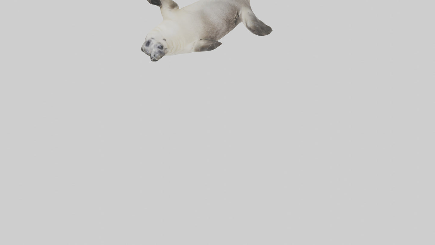 Seal pup playing model 3D model