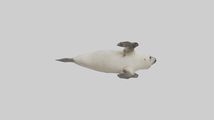 Seal pup playing model 3D model