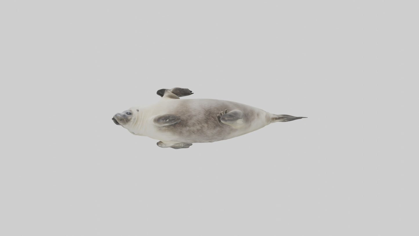 Seal pup playing model 3D model
