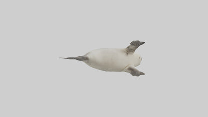 Seal pup playing model 3D model