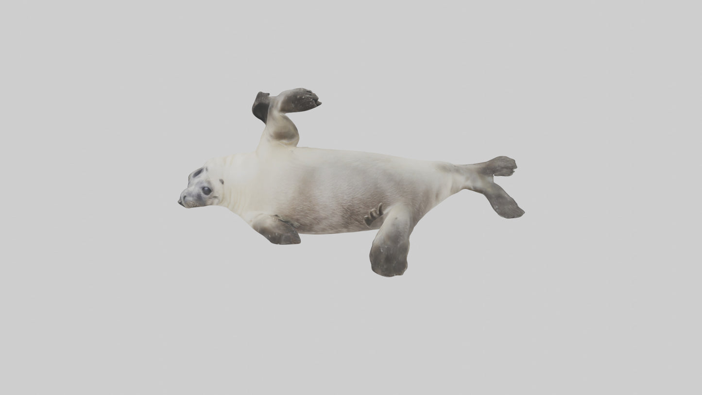 Seal pup playing model 3D model