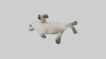 Seal pup playing model 3D model