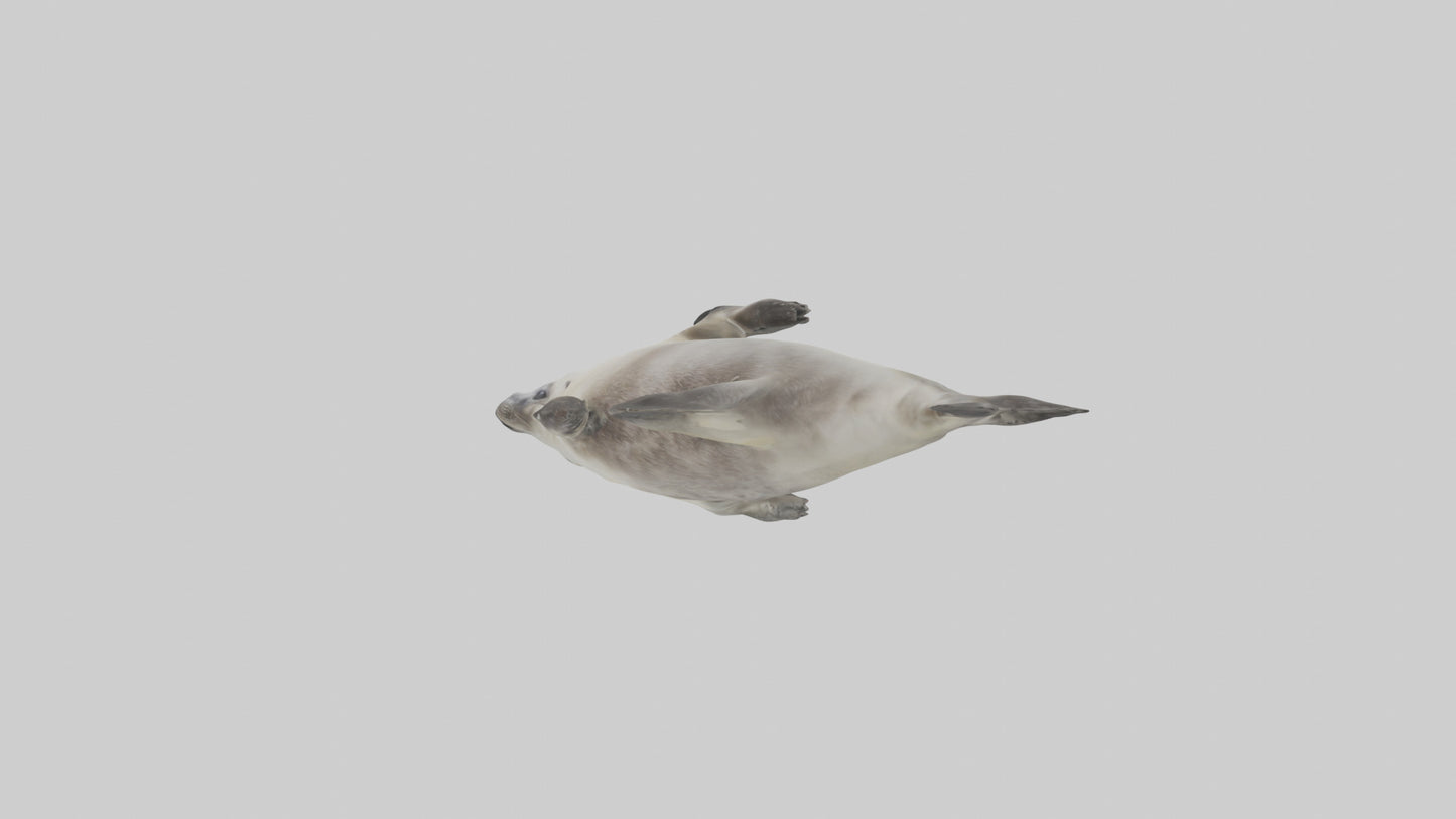 Seal pup playing model 3D model