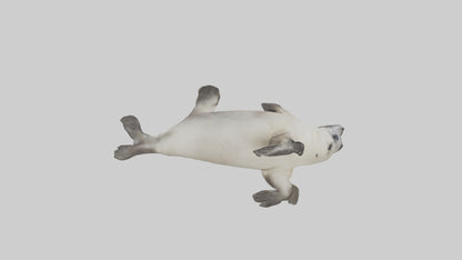 Seal pup playing model 3D model