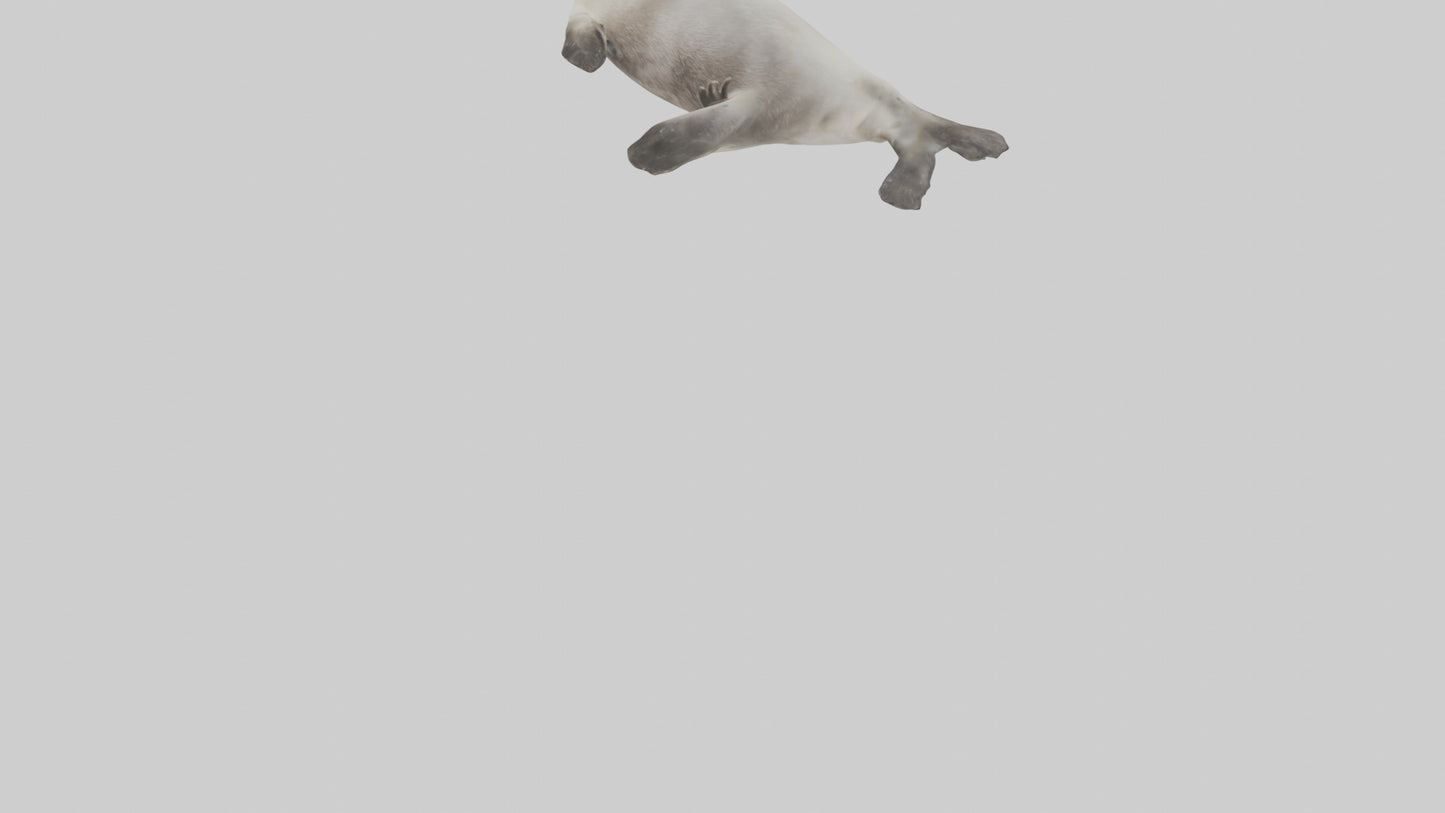 Seal pup playing model 3D model