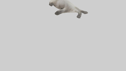 Seal pup playing model 3D model