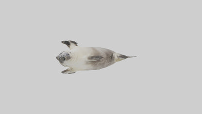 Seal pup playing model 3D model