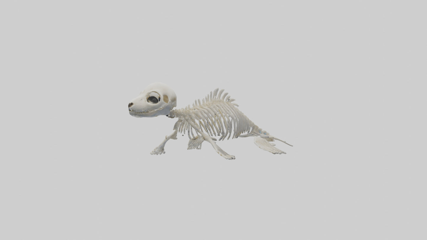 Seal Pup Skeleton model 3D model