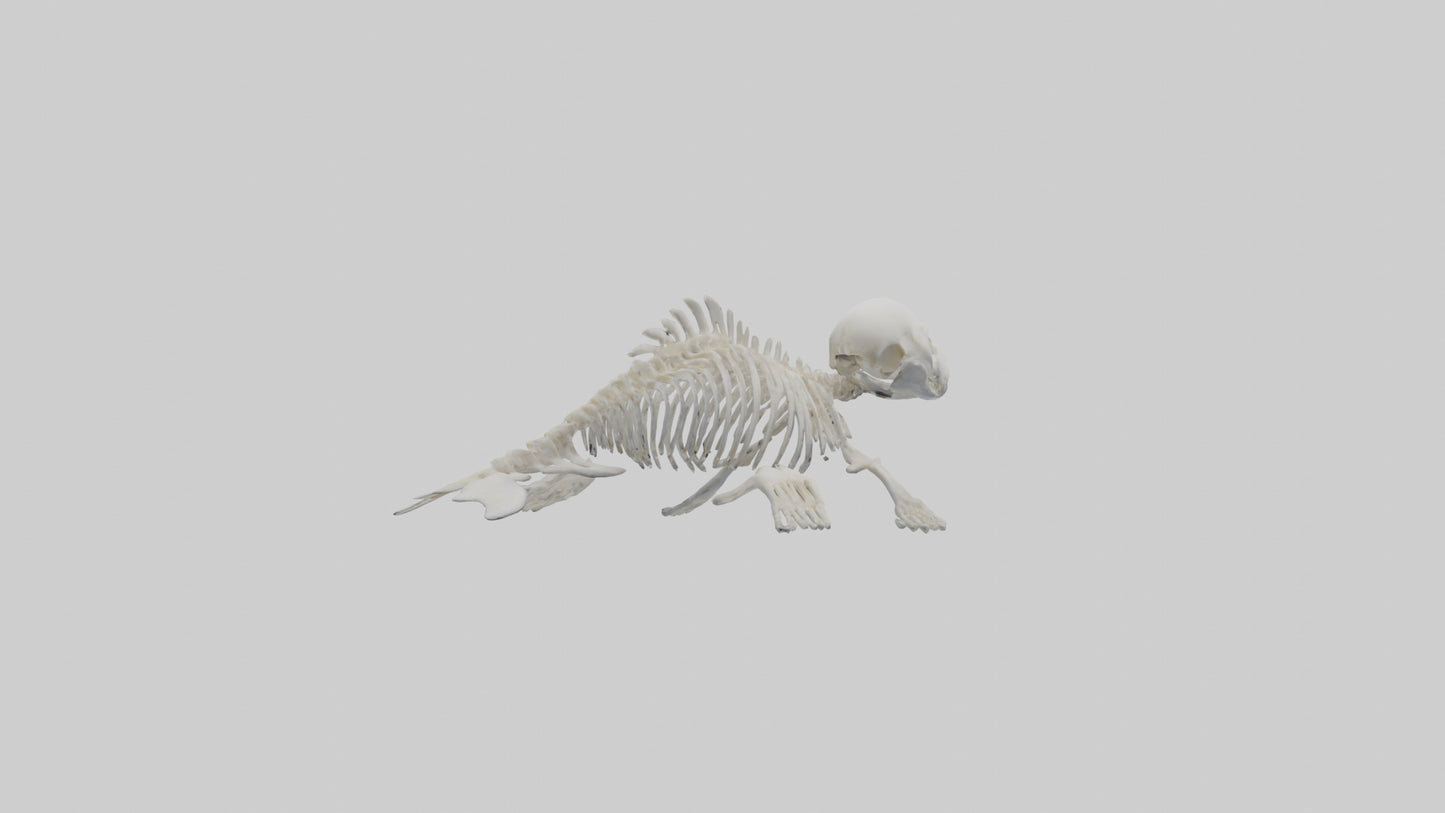 Seal Pup Skeleton model 3D model
