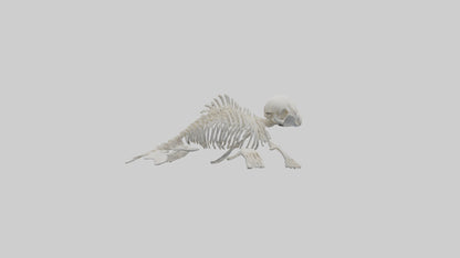 Seal Pup Skeleton model 3D model