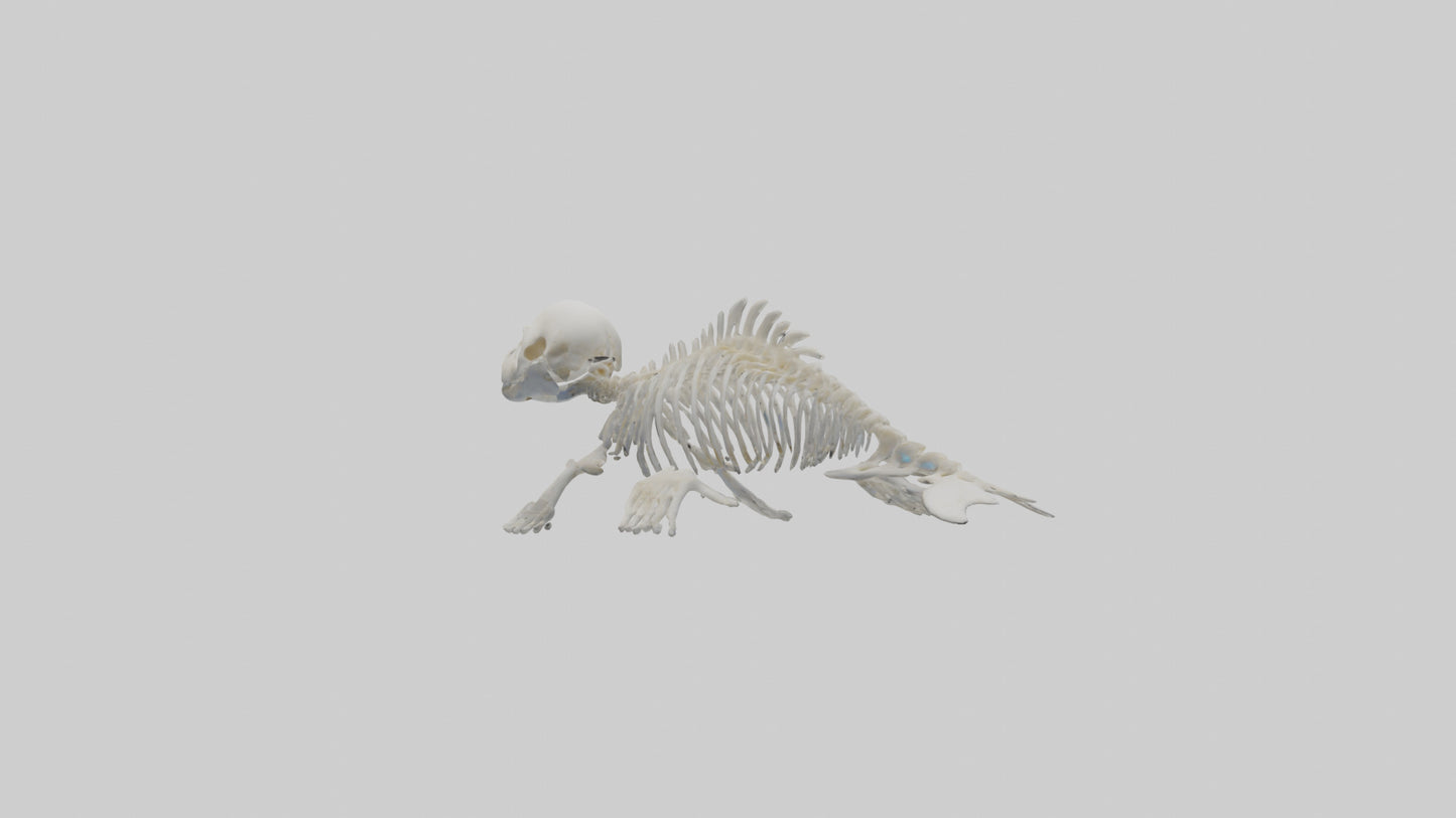 Seal Pup Skeleton model 3D model