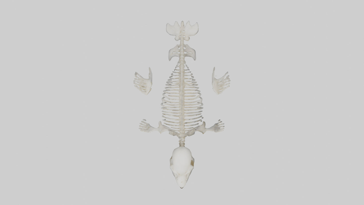 Seal Pup Skeleton model 3D model