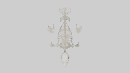 Seal Pup Skeleton model 3D model