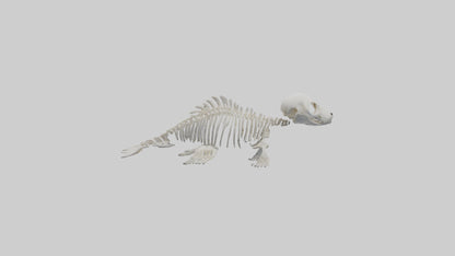 Seal Pup Skeleton model 3D model