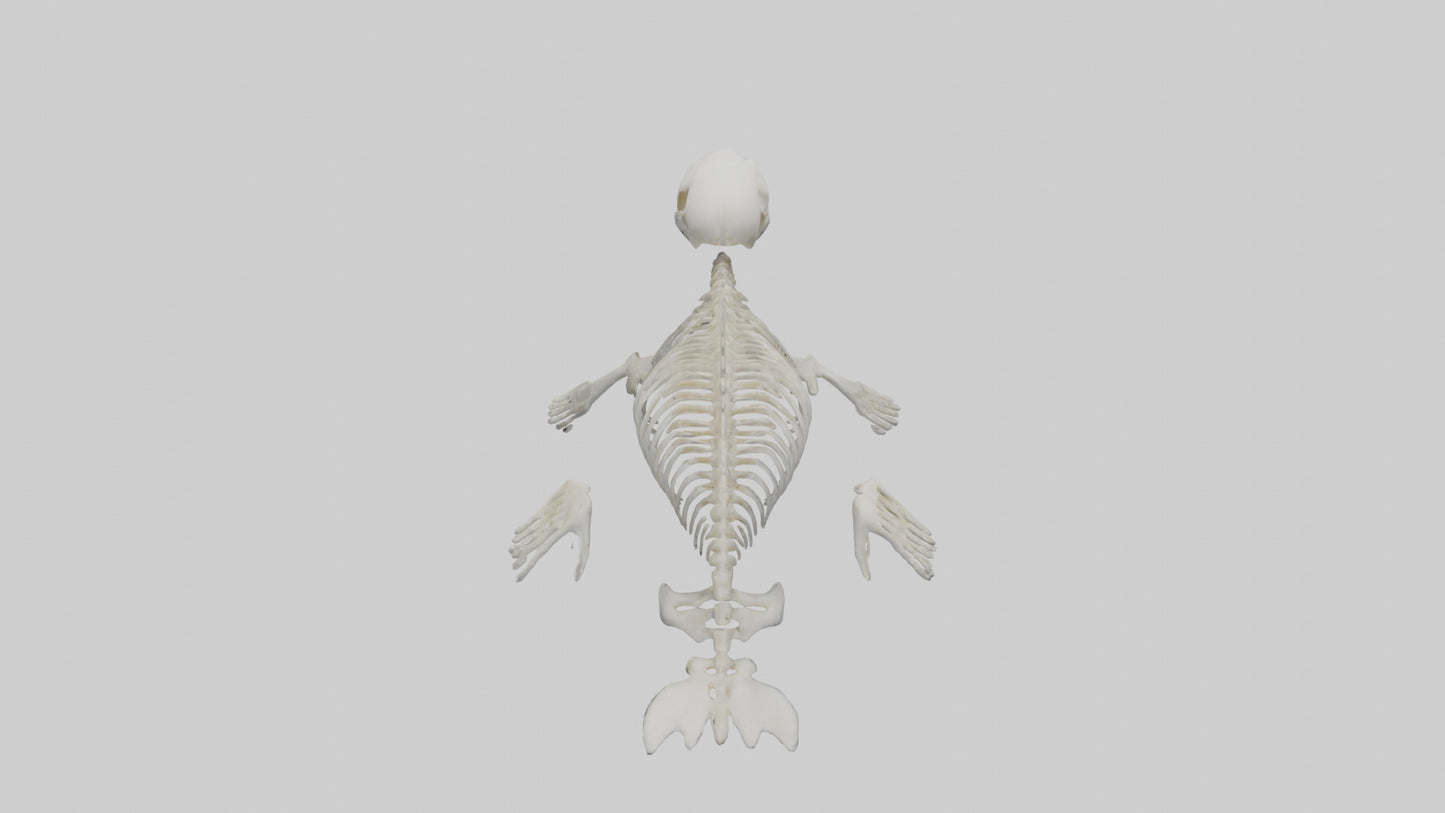 Seal Pup Skeleton model 3D model