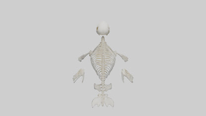 Seal Pup Skeleton model 3D model