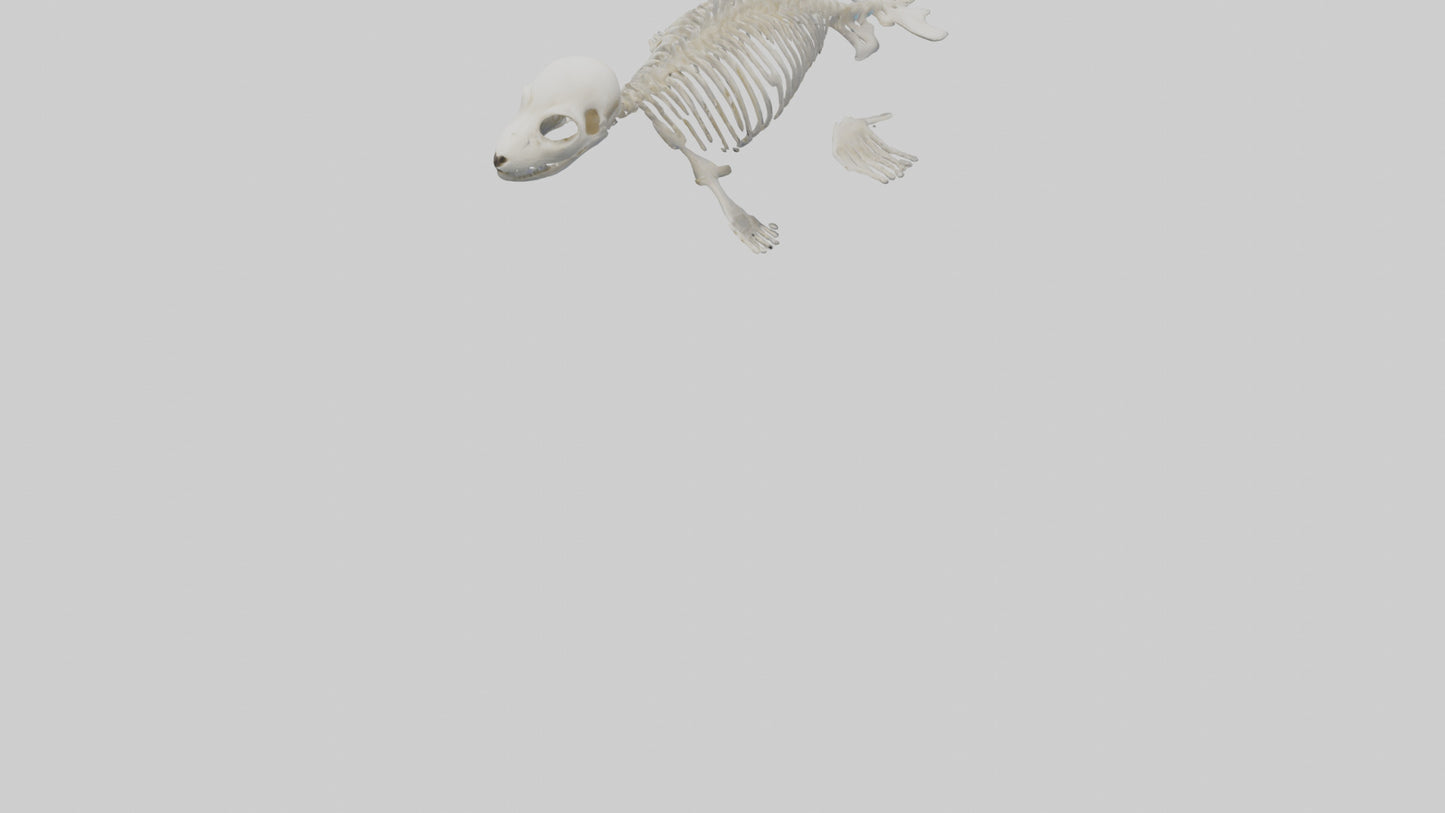 Seal Pup Skeleton model 3D model