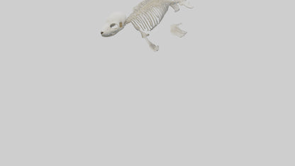 Seal Pup Skeleton model 3D model