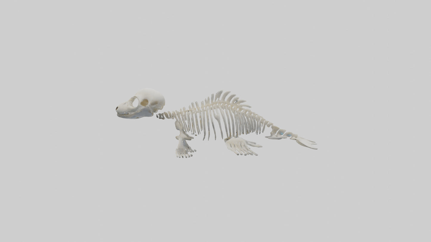 Seal Pup Skeleton model 3D model