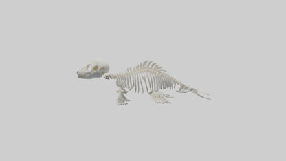 Seal Pup Skeleton model 3D model