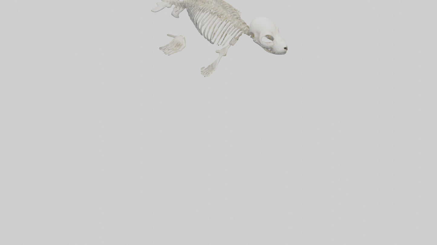 Seal Pup Skeleton model 3D model