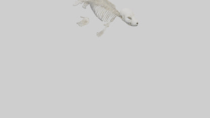 Seal Pup Skeleton model 3D model