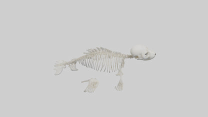 Seal Pup Skeleton model 3D model