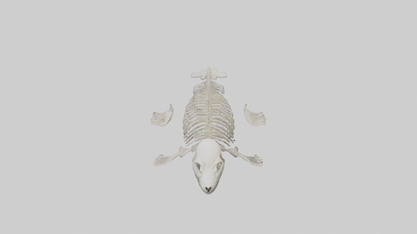 Seal Pup Skeleton model 3D model