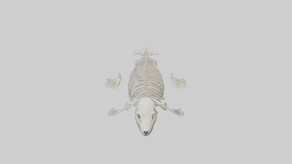 Seal Pup Skeleton model 3D model